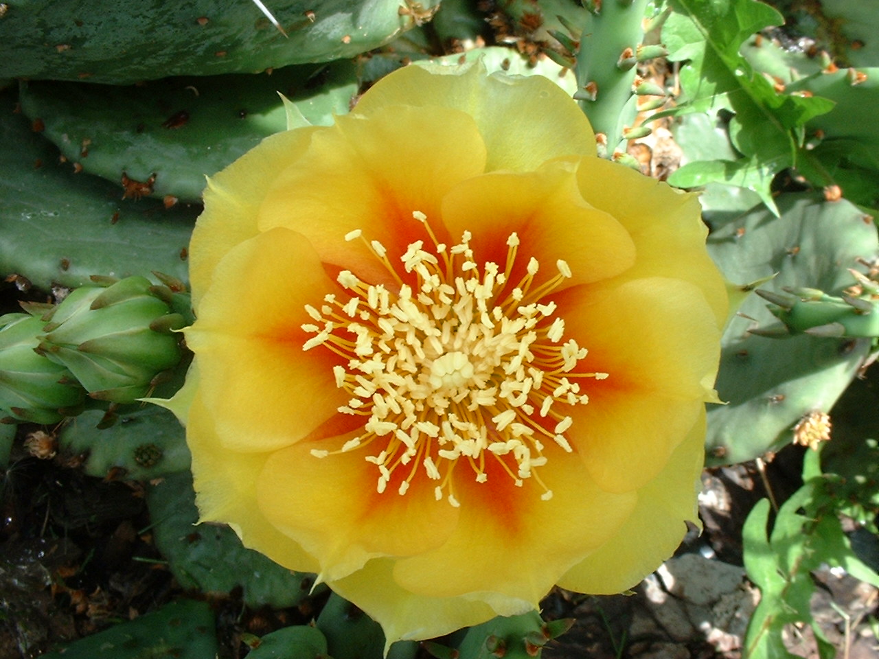 Opuntia humifusa